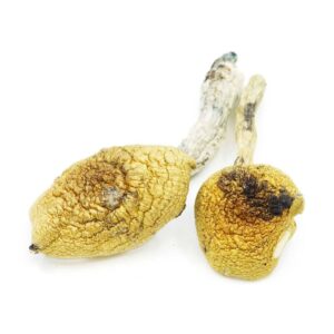 Golden Teacher Mushrooms